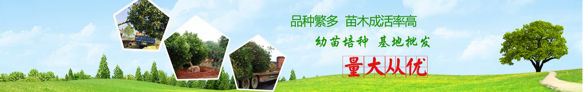 長沙市亮宇園林綠化工程有限公司_長沙園林養護|長沙大樹移植|小型樹種及花草哪里的好