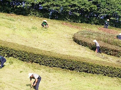 長沙市亮宇園林綠化工程有限公司,長沙園林養護,長沙大樹移植,小型樹種及花草哪里的好